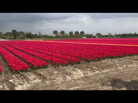 Tulip Field Castricum