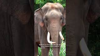 Elephants Can Hear Infrasound