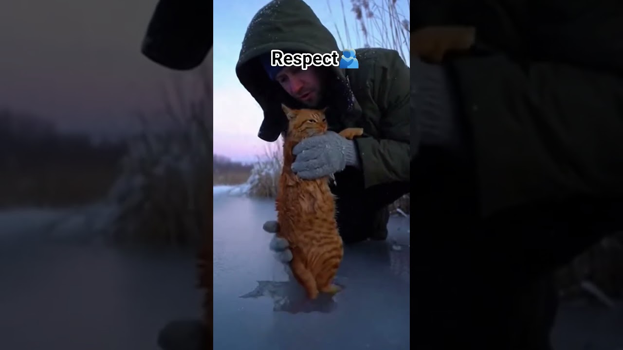 save a cat respect man