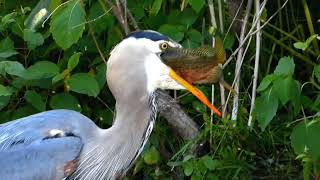 Great Blue Heron EATS Two Bass