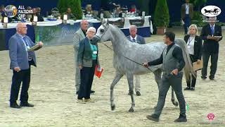 N 74 Madama Moniscione   Aachen 2022   38 All Nations Cup   Fillies 3 Years Old Class 5a