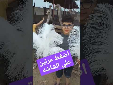 اسعار ريش النعام