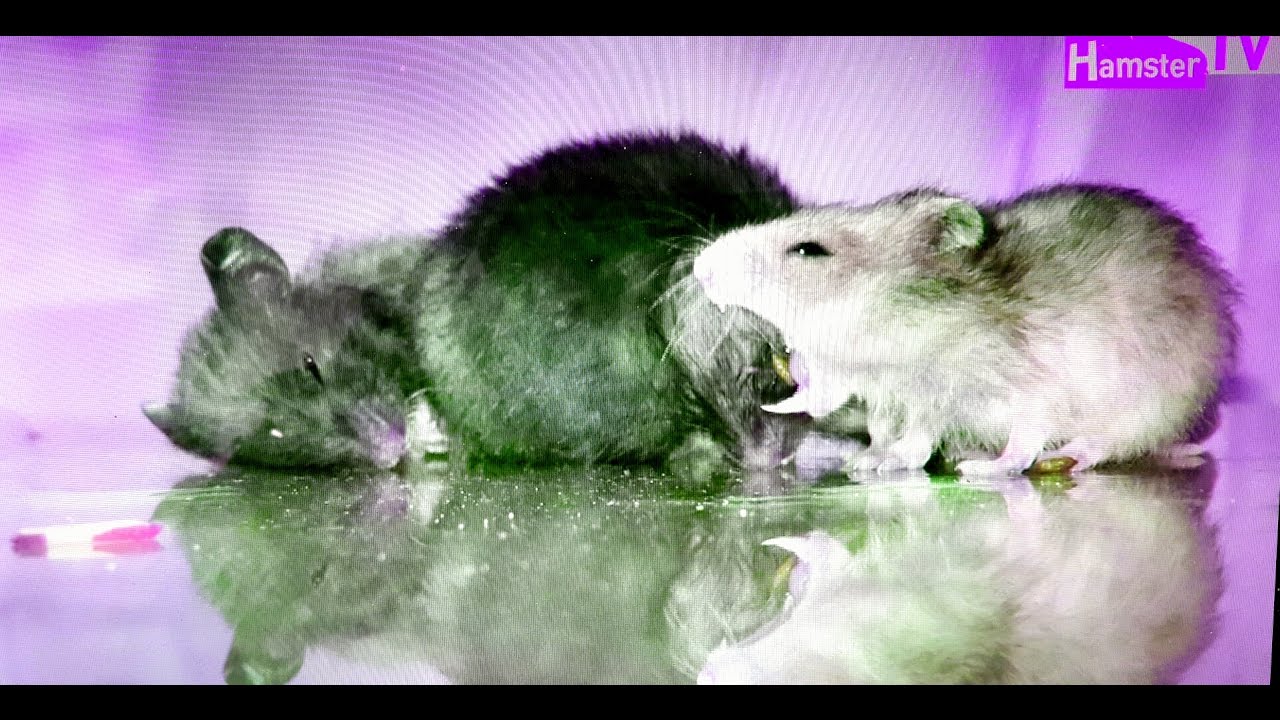 [햄스터]137탄.아기 햄스터들의 잠자기.The baby hamsters to sleep. 