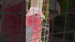 Rose breasted cockatoo at Parrot Mountain #cockatoo #pigeonforge #smokymountains