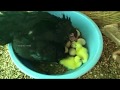 My hen hatching duck eggs and caring ducklings