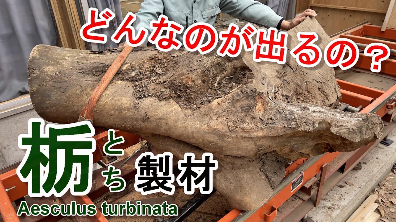 【栃（トチ）】何が出る？変わった形の栃を製材（製材）