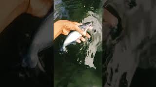 irresidence #shark#🐟🐟 releasing in pond