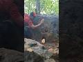 This cute animal is camouflaged in a rock hole #shortvideo #animals #nature