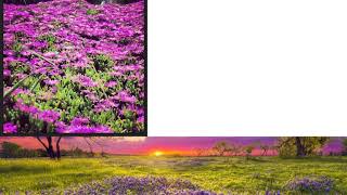 Displaying Images