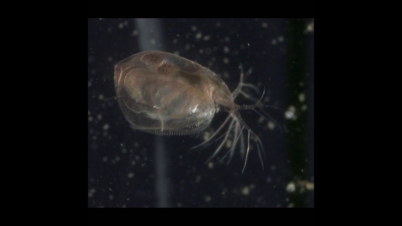 Water flea under a microscope - YouTube