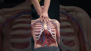CPR in Action ❤️ | What Happens Inside the Body? 3D Medical Animation #Shorts