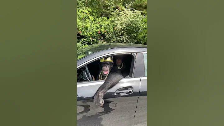 Watch out the chimp brothers are here..