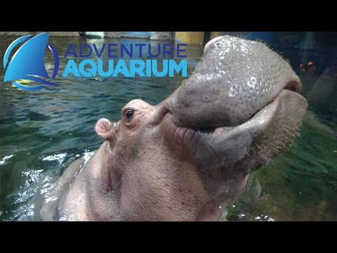 วีดีโอ: คู่มือฉบับสมบูรณ์: The Adventure Aquarium