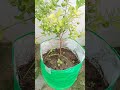 how to grow lemon 🍋 at kitchen garden #gardening #lemon #plant#organicgardening #shorts