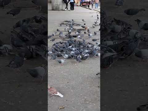 حمام وسط البلد