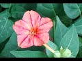 Mirabilis jalapa, marvel of Peru, four o'clock flower, Hendirikka Flower (හෙන්දිරික්කා මල්) Video-4