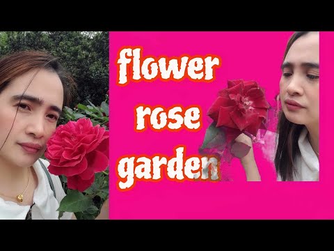 ROSE GARDEN TAIPEI TAIWAN #amazing #viral #flowers #ofw