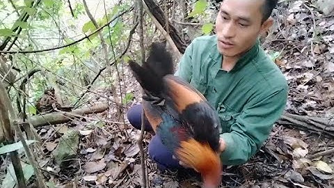 Bẫy gà rừng mới nhất gà mồi tơ /30/3/2023.)cuab qaib qus tuaj zoo tias tias  li nawb #xyoojqaibqus
