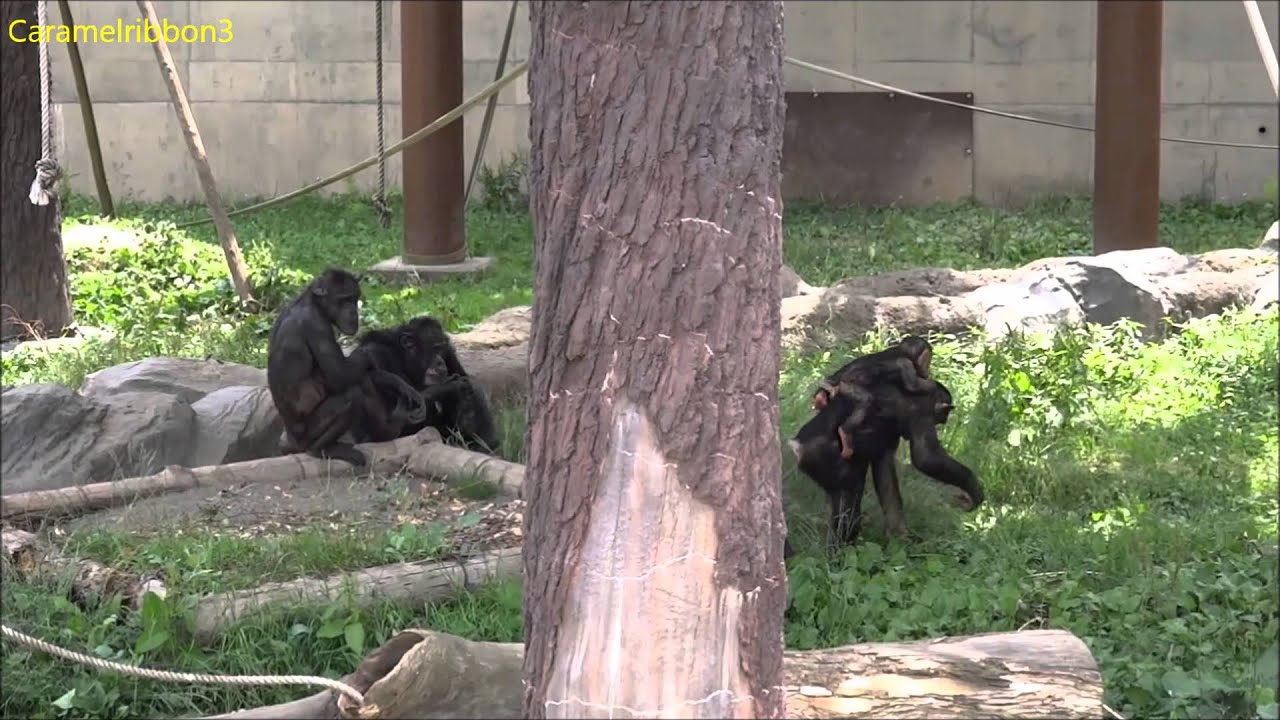 Asahiyama Zoo chimps #2