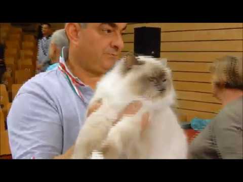 Video: Akromegalija Kod Mačaka - Rijetka, Ali Vjerojatno Nedovoljno Dijagnosticirana