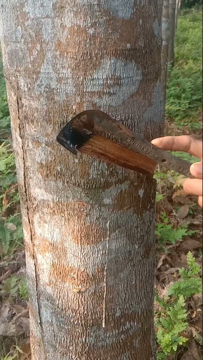 nyadap pohon karet surara original