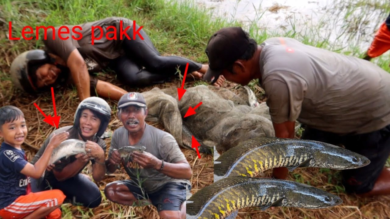 Reyen!!jala baru membawa HOKI//sekali jabruk bikin gemeter dibuatnya