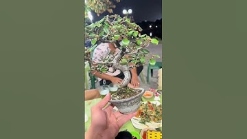 0386700914các loại hoa và cây cảnh của các nhà vườn mời mọi người chiêm ngưỡng