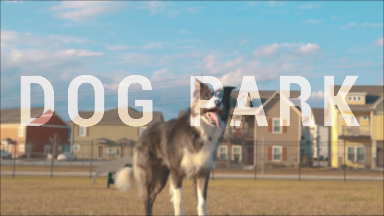 DOG PARK | Sony a6300 | Sigma Art 30 mm 1.4 | Zhiyun Crane