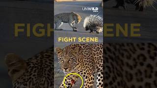 Leopard Porcupine Fight Who Will Win?