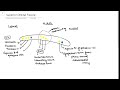 Superior Orbital Fissure Anatomy