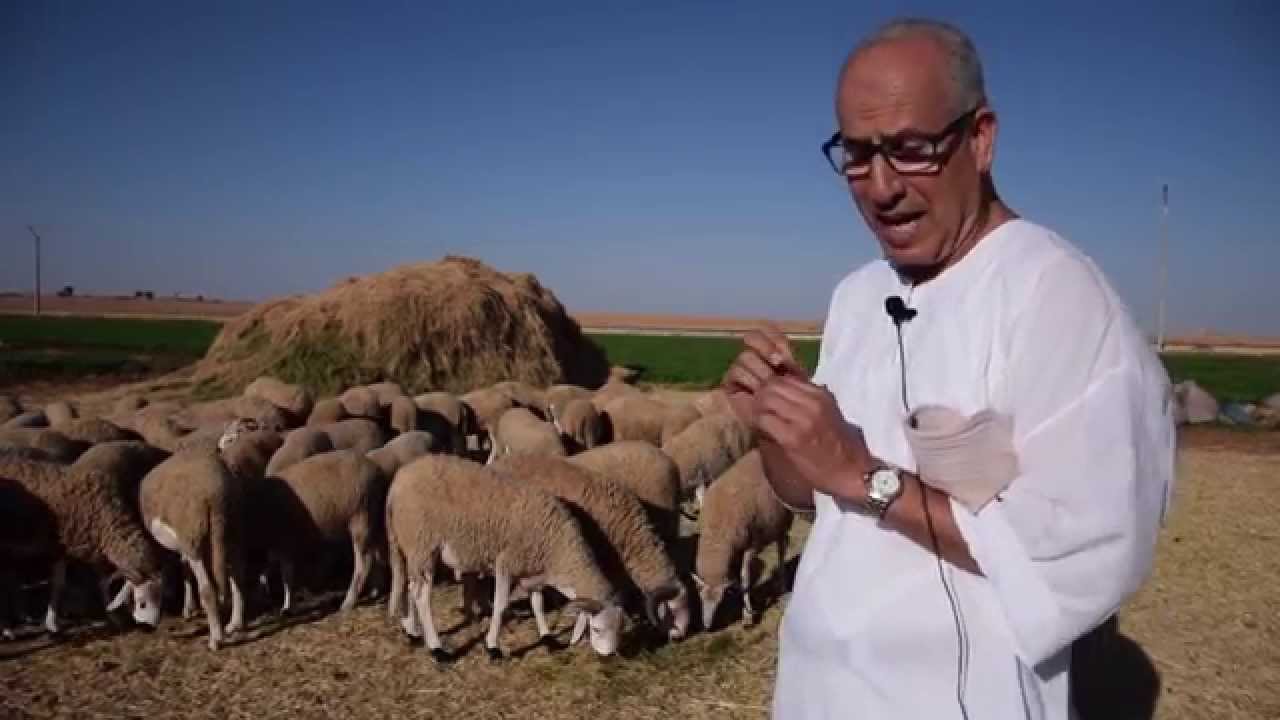 معرض أضحية العيد 2015 - مؤسسة الأعمال الاجتماعية للتعليم فرع مراكش