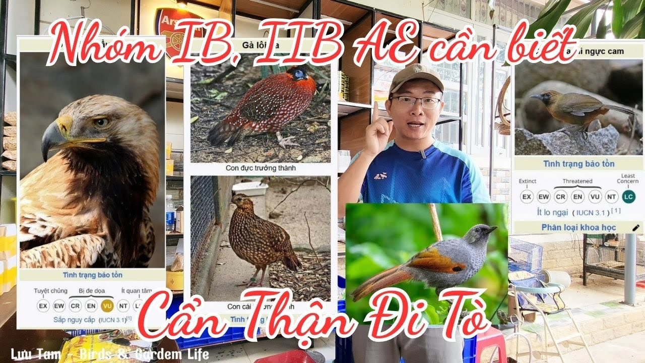 ⭕ Cẩn thận đi TÙ AE Nuôi chim cảnh cần biết chim thuộc nhóm IB , IIB | Lưu Tam- Birds & Garden Life