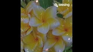 Sidak Gendang by Maxwell Franklin Saran cover by Marrio Pawie