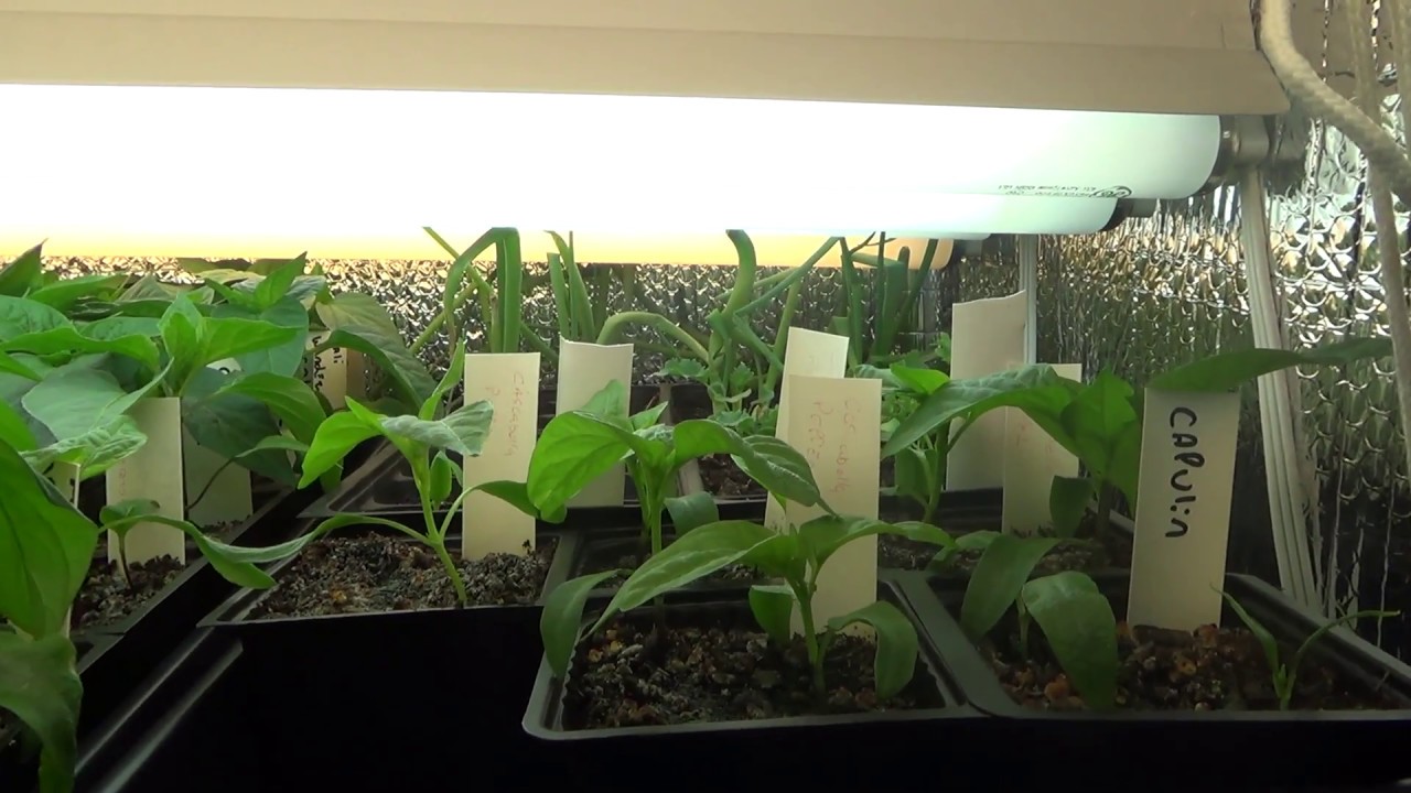 First time in Alaska starting our garden from seed, check out what we have growing. YouTube