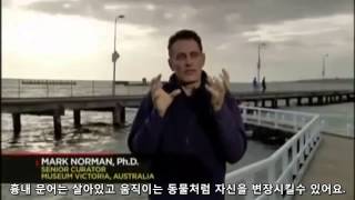 Testimony - Mimic Octopus, God's amazing creation by Mark Norman (한글)