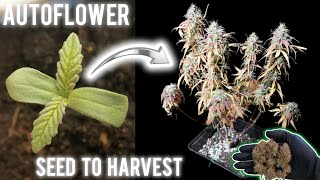 How I Grow Autoflower Easy Organic Gmo Automatic Seed To Harvest 420Lexikon
