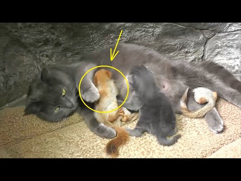 Βίντεο: Πώς να Kitten-Απόδειξη σπίτι σας