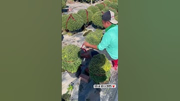 Tết ơi tết à 2025 xuất vườn cúc mâm xôi miền tây