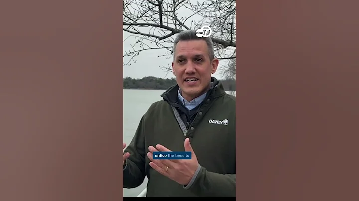 Did you know weather impacts how fast Cherry Blossoms grow?