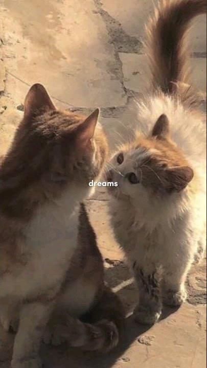 Dhruv - Double Take~ lyrics [speed up remix] #dhruv #doubletake #lyrics #shorts #spedup #remix