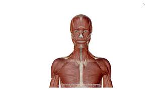 Eksenler Ve Düzlemler