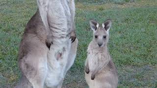 มาดูความน่ารักของลูกจิงโจ้ ดื่มนมจากแม่ค่ะ.Cute joey drinking from mum.