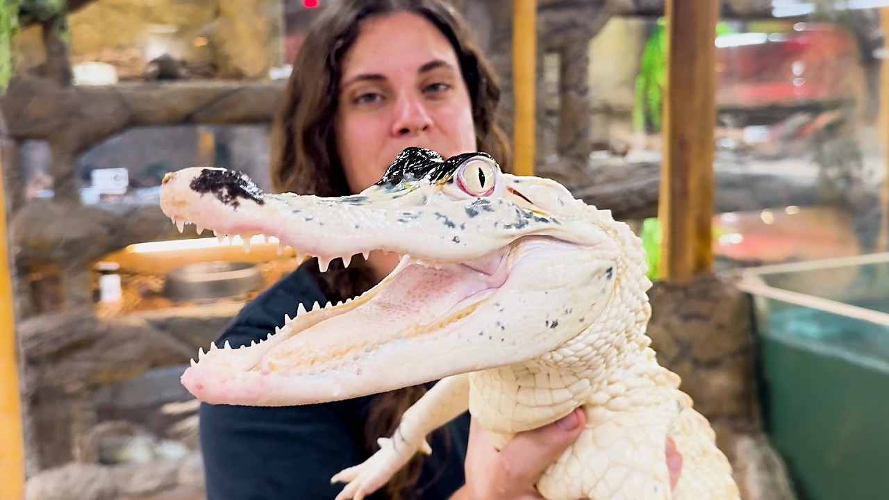 INTRODUCING THE WORLD'S RAREST ALLIGATORS!🤩 - YouTube