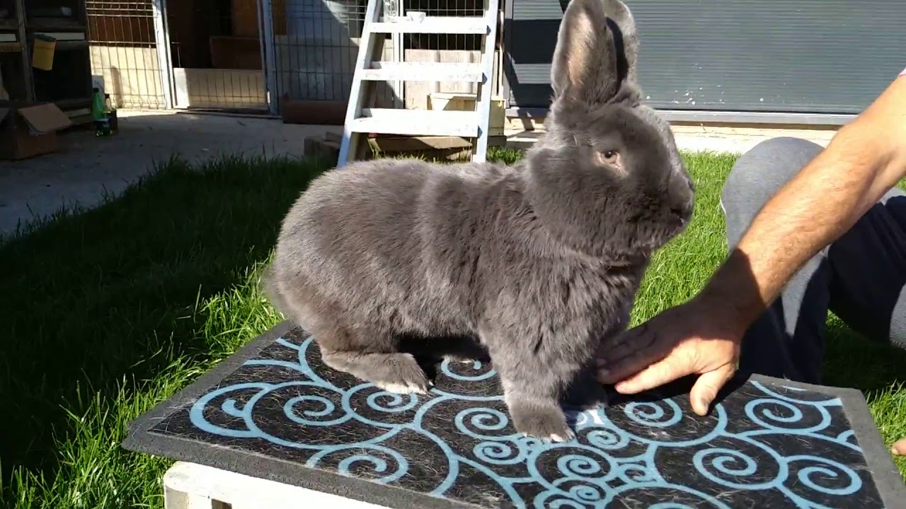 Continuăm vizita pe rasa albastru vienez la Marius Nuta💥💢💯