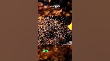 Coconut Shell Charcoal How It