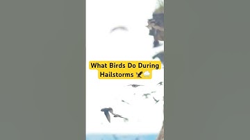 What Birds Do During Hailstorms 🦅🌨️