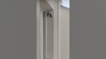 #Swallows 🐦 🐦 build a nest on the 4th floor - #birds and #animals around us 4k shorts video