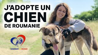 J'ADOPTE UN CHIEN DE ROUMANIE