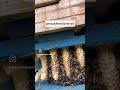 Honeybee colony living outside