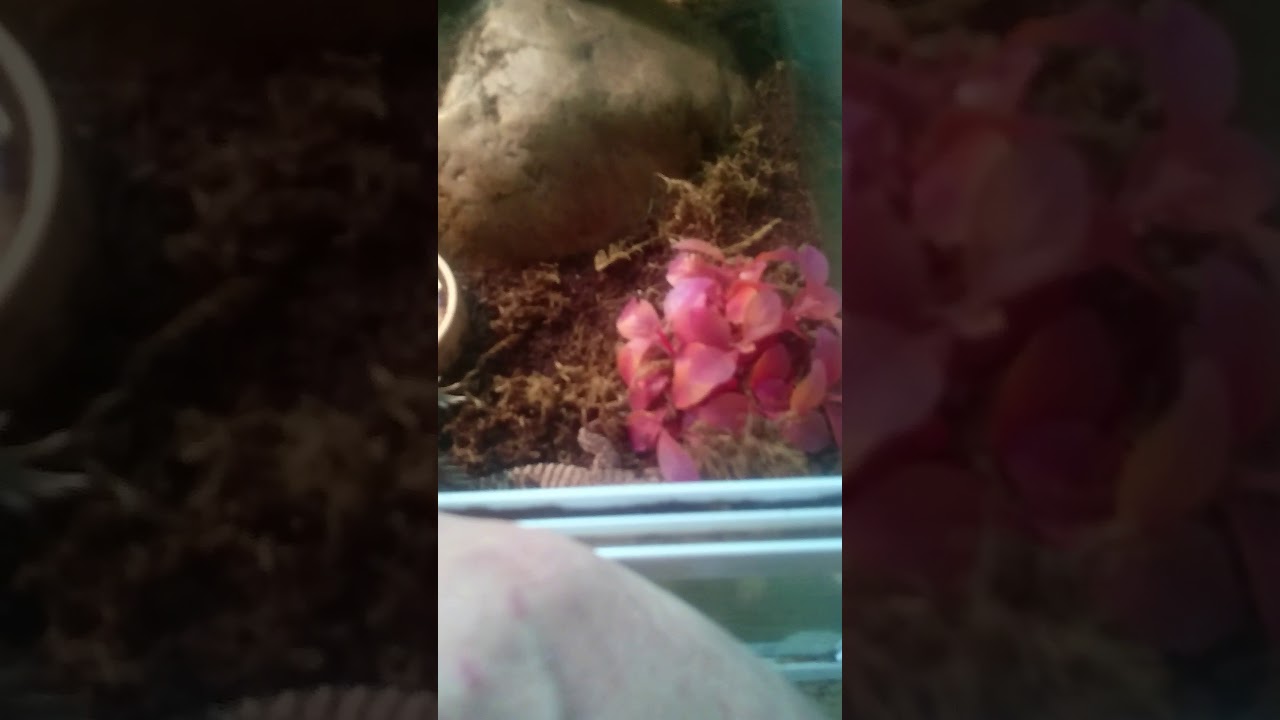 Hand taming ackie monitors